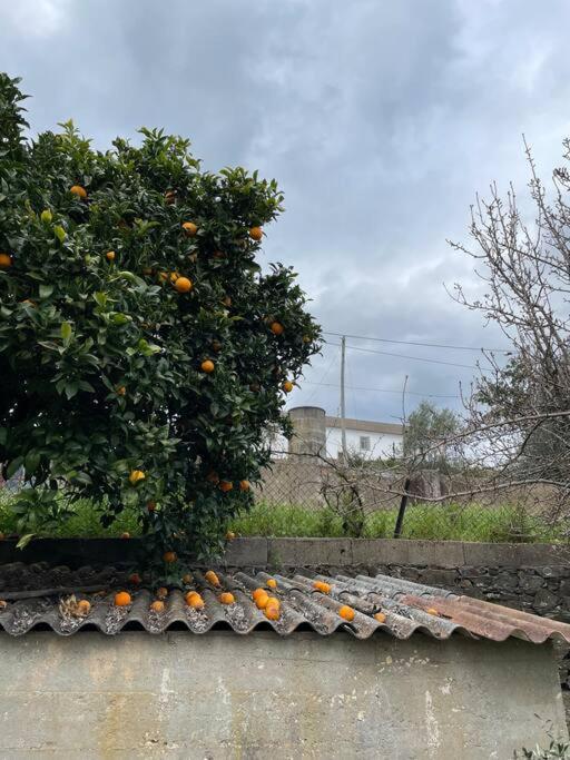 Casa Da Celeste Maljoga de Proenca 外观 照片